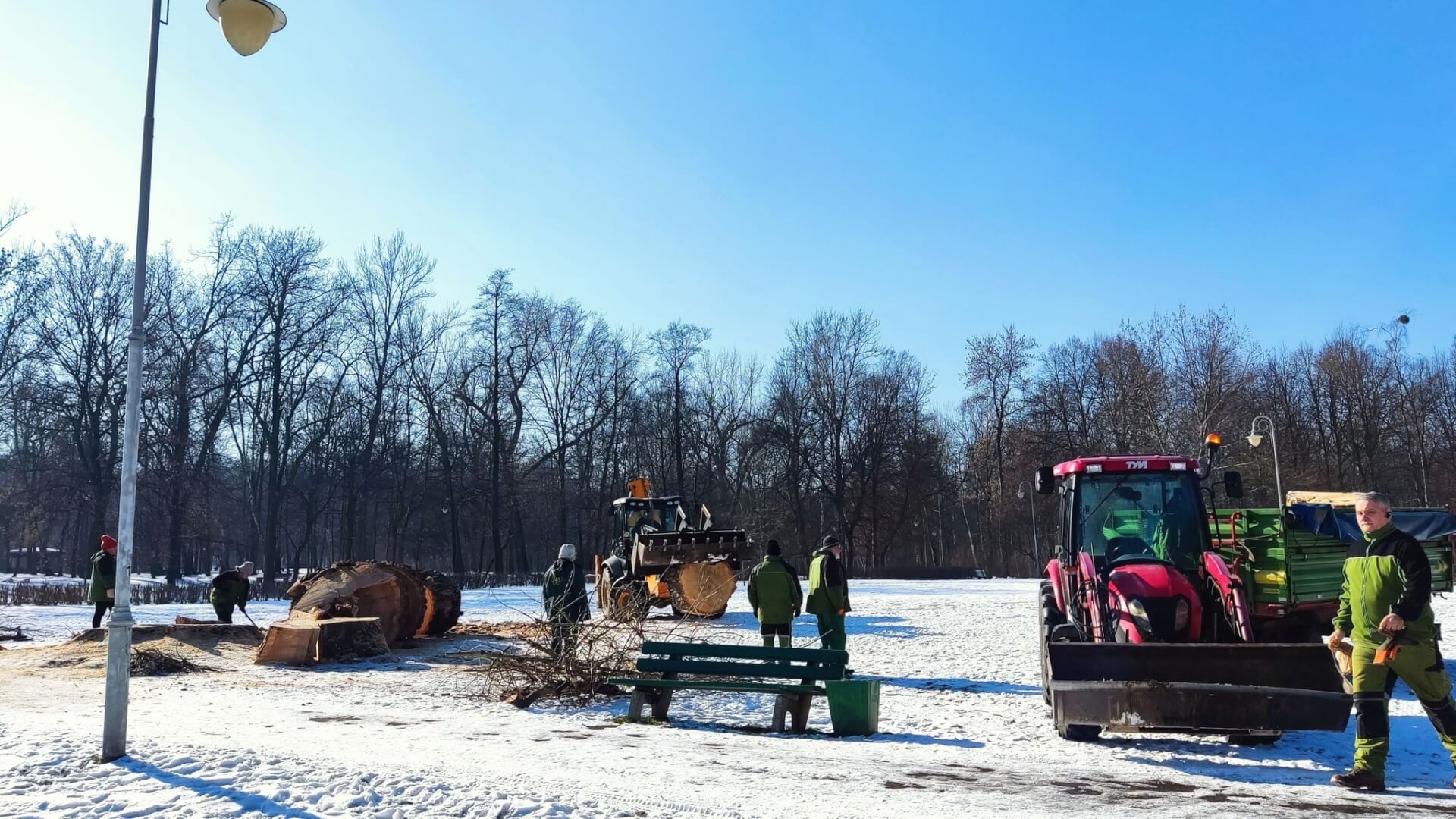 Wycięte drzewo Park Kościuszki 5