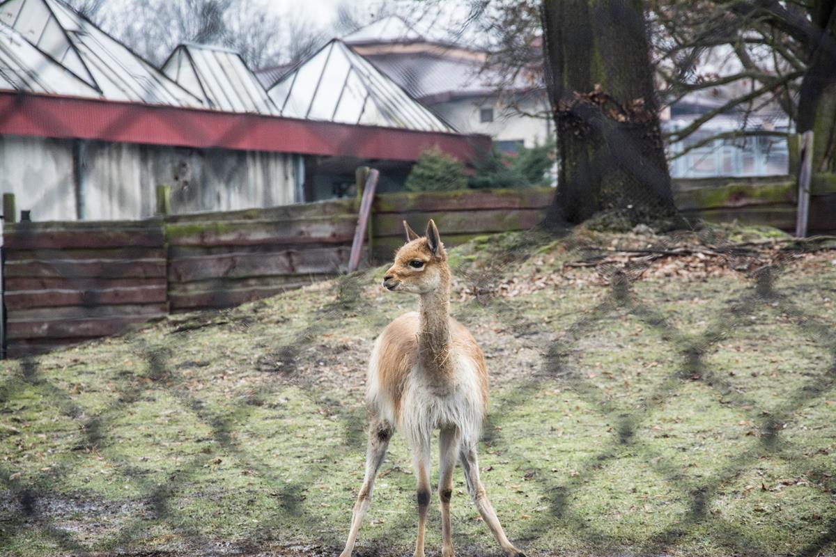 Katowice zoo b