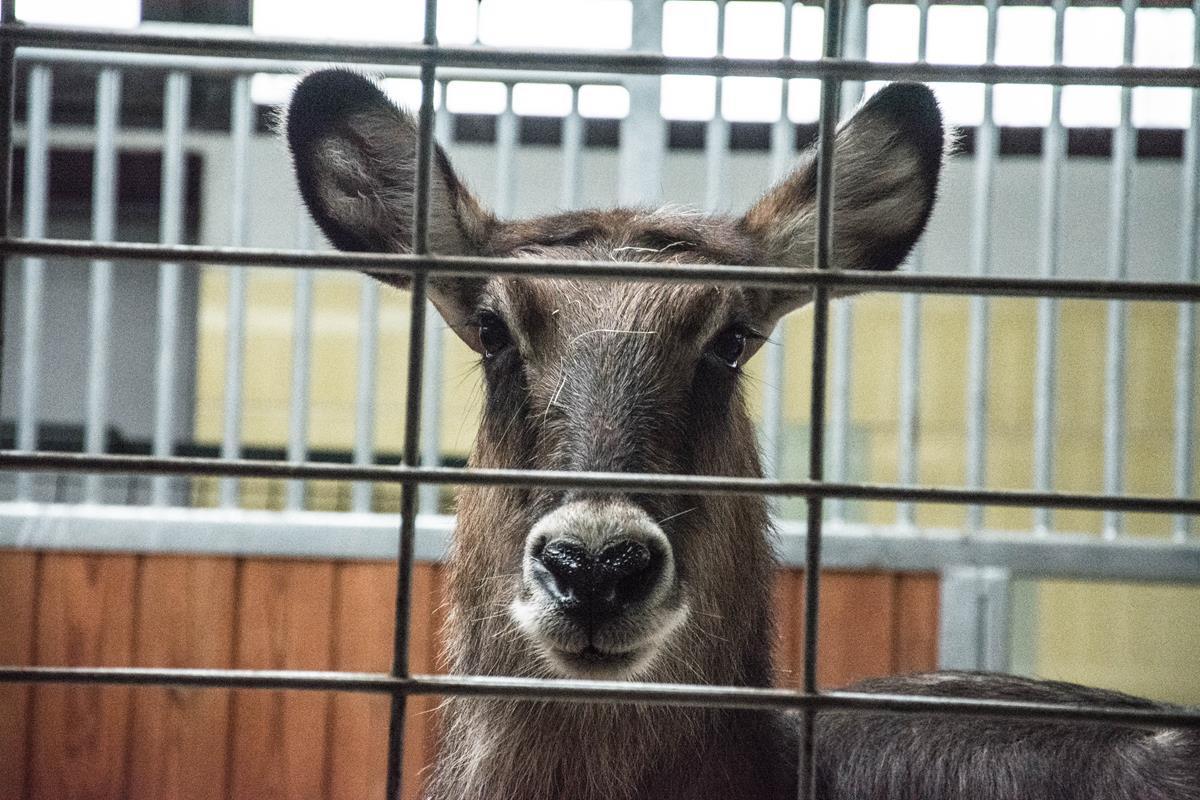 Katowice zoo c