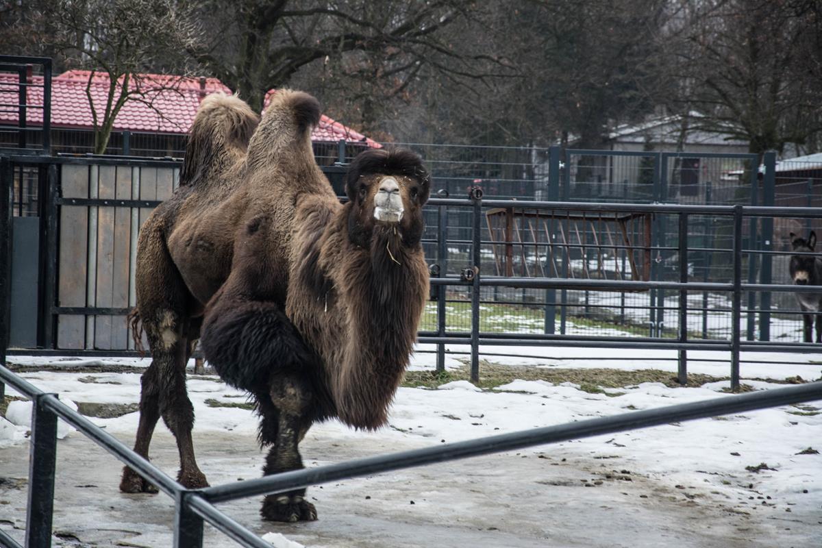 Katowice zoo eee