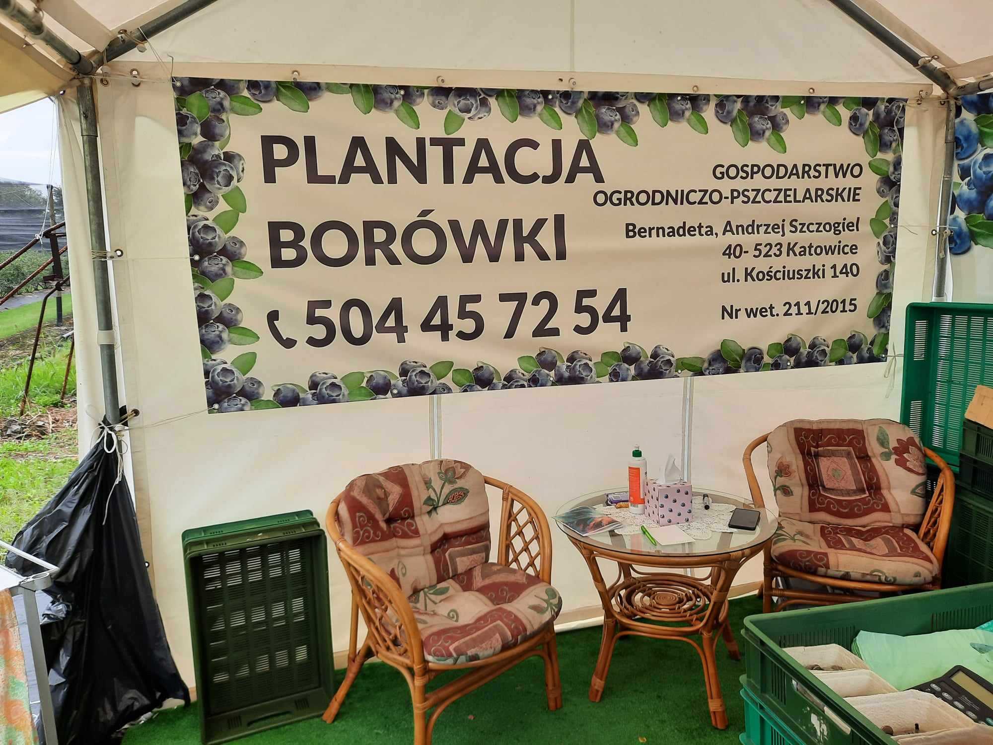 Plantacja borowki katowice 2023 05