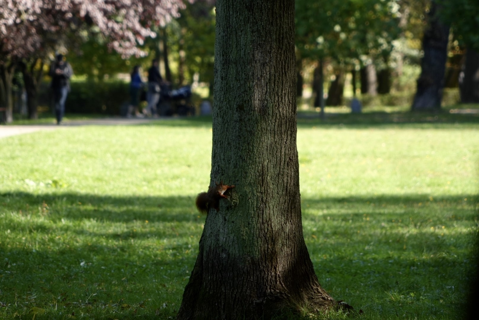 Park Kosciuszki jesien Katowice 4