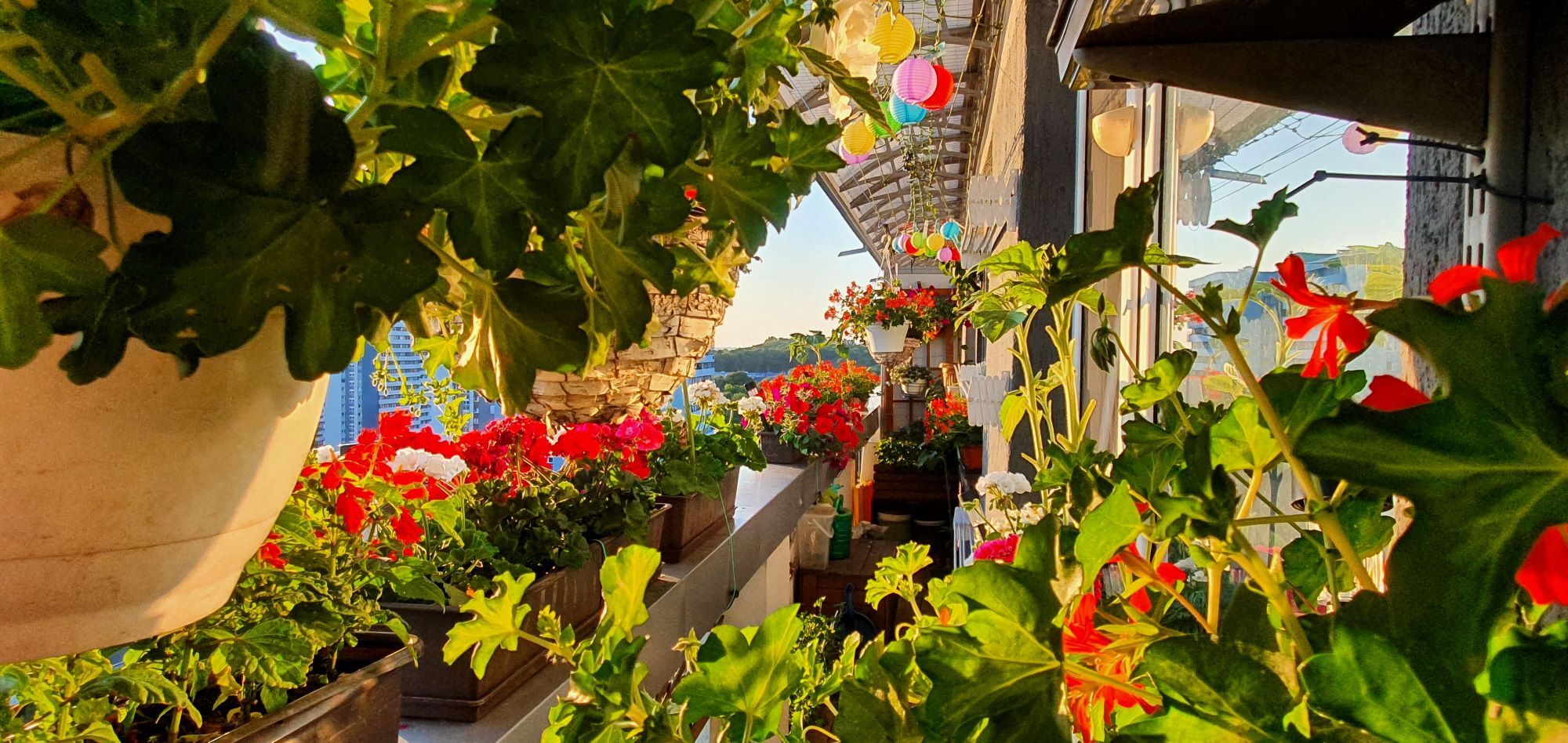 Konkurs na ukwiecony balkon, Katowice