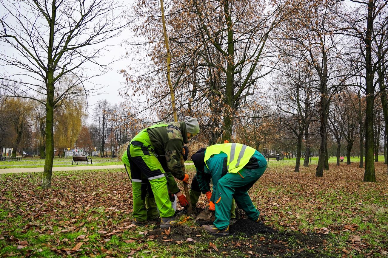 Sadzenie drzew, Park Kościuszki, Katowice